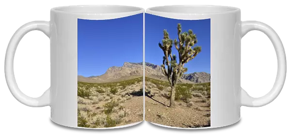 Mojave desert with Joshua tree -Yucca brevifolia-, Virgin Mountains, Nevada, USA, North America