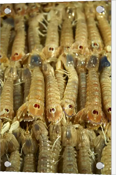 Fresh Connoce prawns, fish market, Rialto, Venice, Italy, Europe