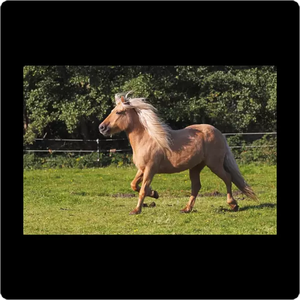 Icelandic Horse, mare running