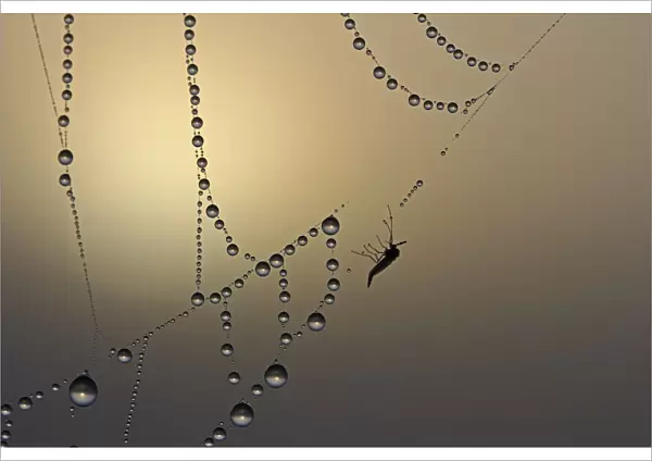 Cobweb, fog, dew, dewdrops, dead insect