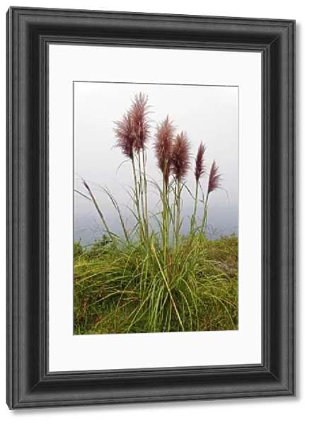 Bamboo grass -Pogonatherum paniceum- on the Pacific Coast, California, United States