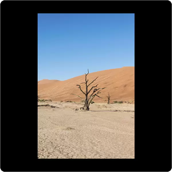 Dead tree in a dried-up salt and clay pan, Dead Pan, Sossusvlei, Namib Desert, Namibia