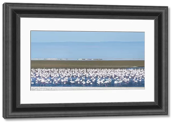 American flamingos -Phoenicopterus ruber- and Lesser Flamingos -Phoeniconaias minor-, Flamingo colony on sand bank at Walvis Bay, Erongo Region, Namibia