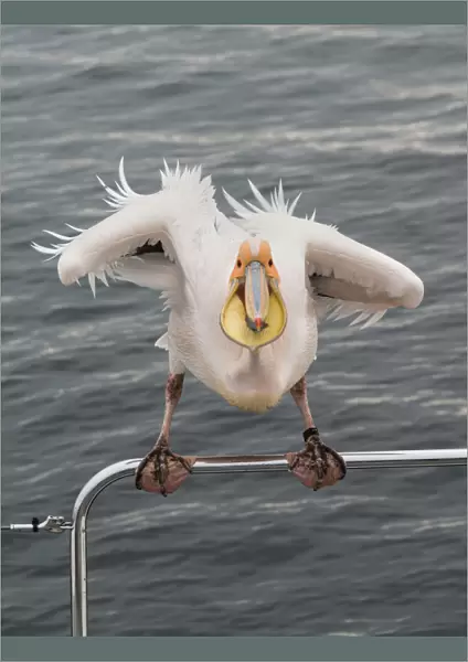 Great White Pelican -Pelecanus onocrotalus- on railing in Walvis Bay, Namibia