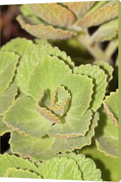 Scaredy cat plant -Coleus canina Hybr. -, drives away cats and dogs