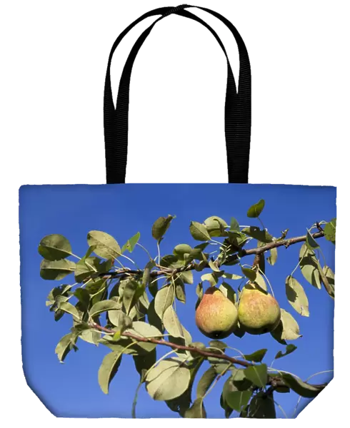 Organic pears on the tree
