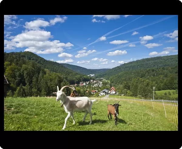 Domestic goats -Capra aegagrus hircus-, Oberes Gaistal valley, Schwarzwald, Bad Herrenalb, Baden-Wurttemberg, Germany