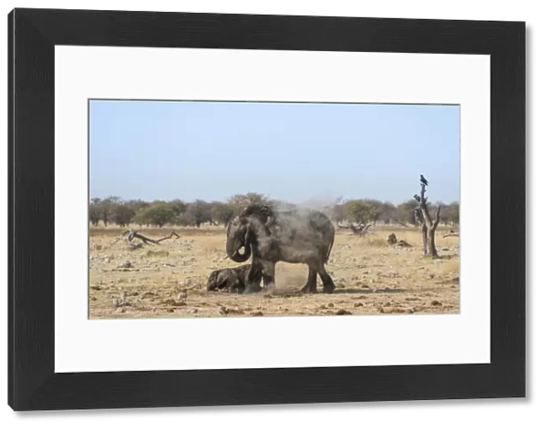 African Elephant -Loxodonta africana- adult with playful calf taking a dust bath, Rietfontein waterhole, Etosha National Park, Namibia