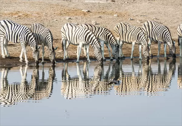 Herd of Burchells Zebras -Equus quagga burchellii- reflected in the water while drinking, Chudop water hole, Etosha National Park, Namibia