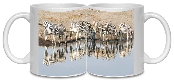 Herd of Burchells Zebras -Equus quagga burchellii- reflected in the water while drinking, Chudop water hole, Etosha National Park, Namibia