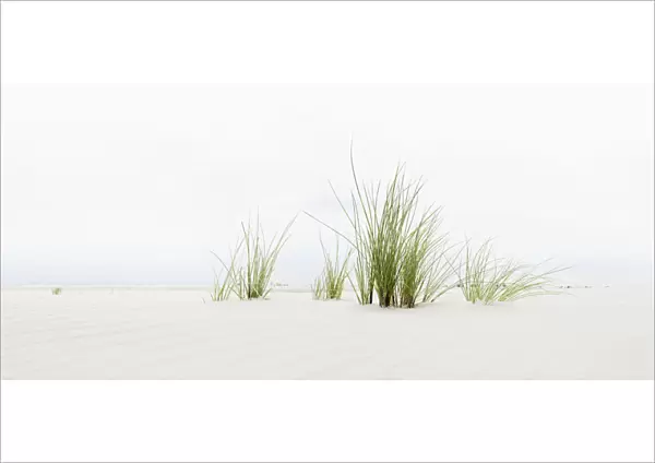 Grass on the beach, panoramic view, Amrum, North Frisian Islands, Schleswig-Holstein, Germany, Europe