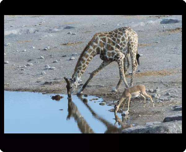 Giraffe -Giraffa camelopardis- and a Blacked-faced Impala -Aepyceros melampus petersi- drinking next to each other at the Chudop waterhole, Etosha National Park, Namibia