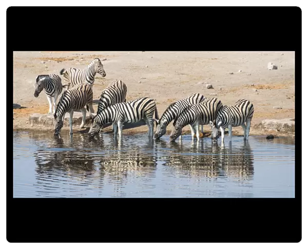 Herd of Burchells Zebras -Equus burchellii- drinking, Chudop water hole, Etosha National Park, Namibia