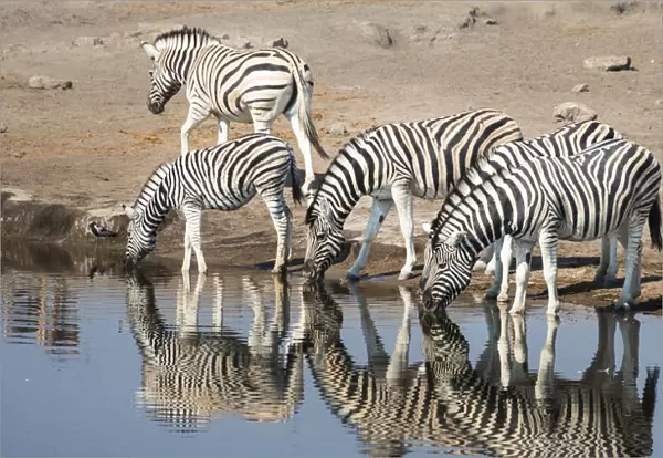 Burchells Zebras -Equus burchellii- drinking, Chudop water hole, Etosha National Park, Namibia