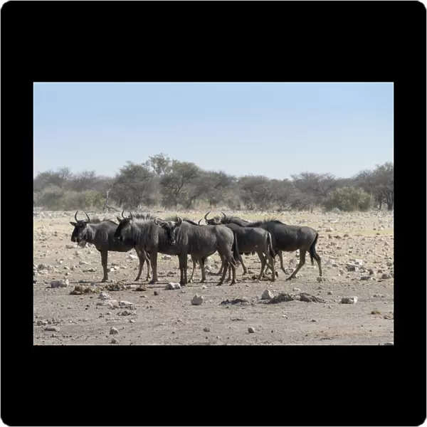 Group of blue wildebeest -Connochaetes taurinus-, Chudop waterhole, Etosha National Park, Namibia