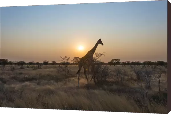 Giraffe -Giraffa camelopardis- in the steppe at sunset, Etosha National Park, Namibia