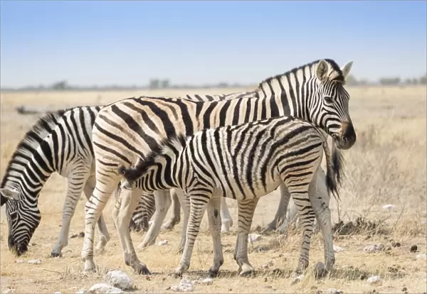 Plains zebras -Equus quagga- with foal, Etosha National Park, Namibia