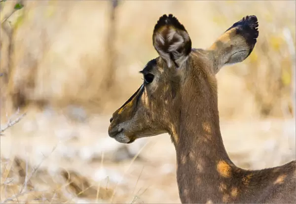 Black Faced Impala -Aepyceros melampus petersi-, Etosha National Park, Namibia