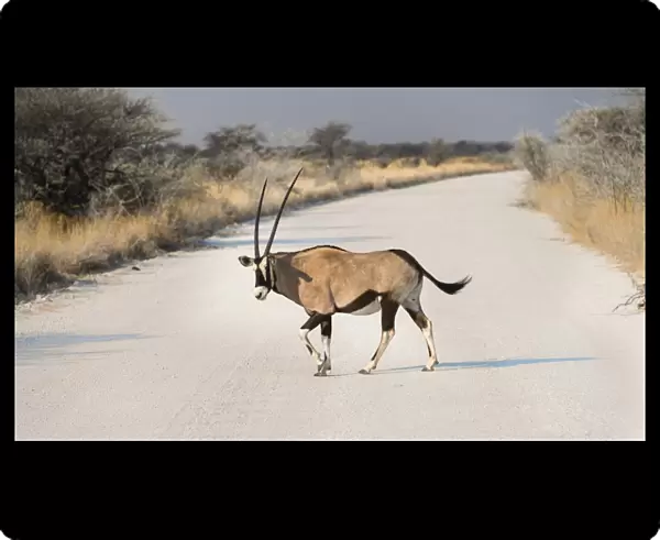 Gemsbok -Oryx gazella- crossing road, Etosha National Park, Namibia