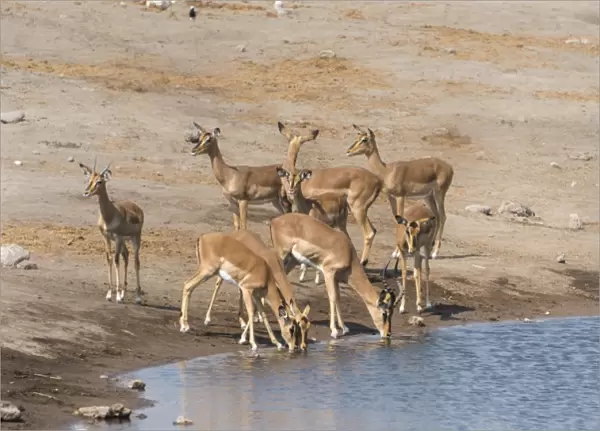 Impalas -Aepyceros melampus petersi- at the Chudob waterhole, Etosha National Park, Namibia