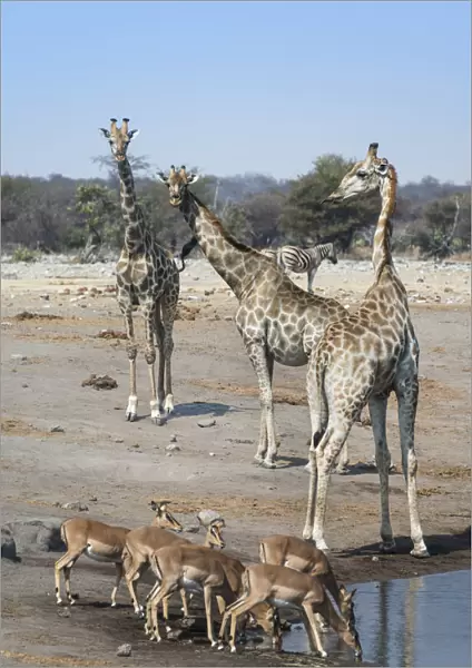 Giraffes -Giraffa camelopardalis- and Aepyceros melampus petersi- at the Chudob waterhole, Etosha National Park, Namibia