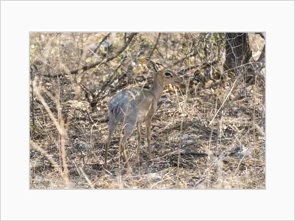 Kirks Dik-dik -Madoqua kirkii- in the brush, Etosha National Park, Namibia
