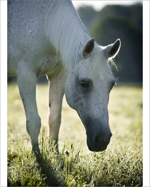 Grey Thuringian Warmblood mare, with backlighting