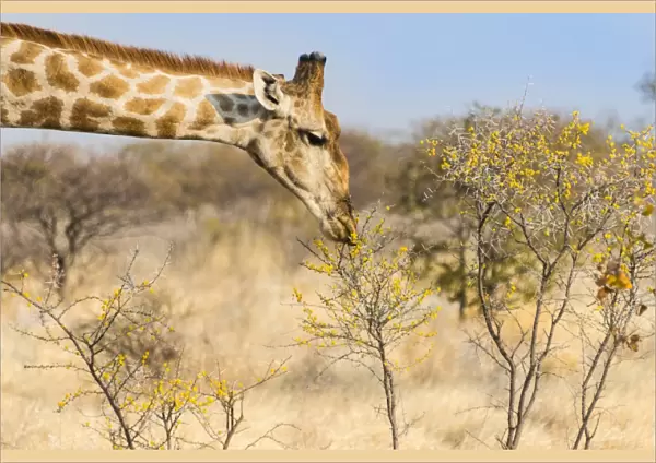 Giraffe -Giraffa camelopardalis- feeding on camelthorn-bush, Etosha National Park, Namibia