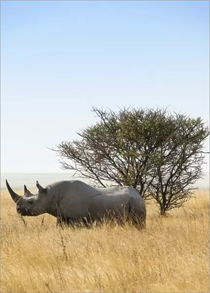 Black rhinoceros -Diceros bicornis-, Etosha National Park, Namibia