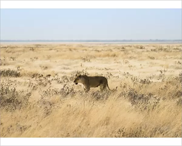 Lioness -Panthera leo- in steppe, Etosha National Park, Namibia