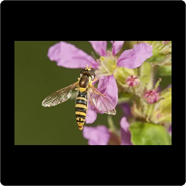 Common Hoverfly -Spaerophoria scripta-, female sucking nectar, Untergroeningen, Baden-Wuerttemberg, Germany, Europe