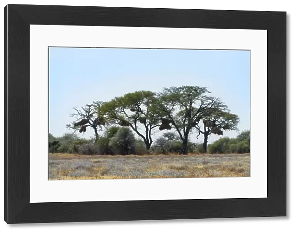 Trees with nesting colony of the Sociable Weaver -Philetairus socius-, Etosha National Park, Namibia
