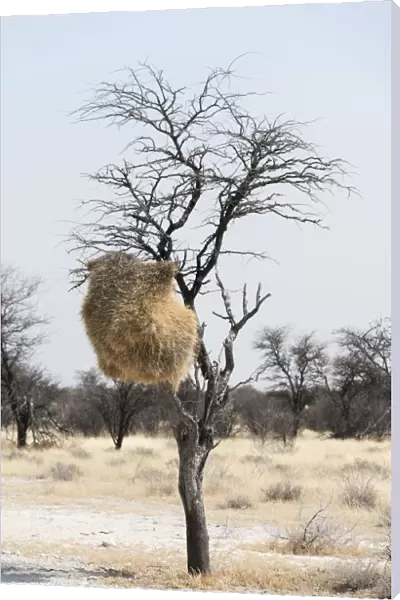 Nesting colony hanging in a tree, Sociable Weaver -Philetairus socius-, Etosha National Park, Namibia