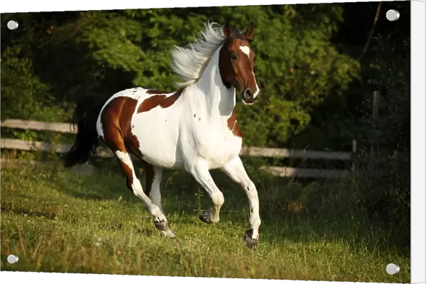 Wiekopolska, gelding, skewbald horse, galloping across a meadow