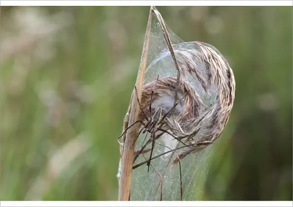 Nursery web spider -Pisaura mirabilis-, on a web, Allgaeu region, Bavaria, Germany, Europe