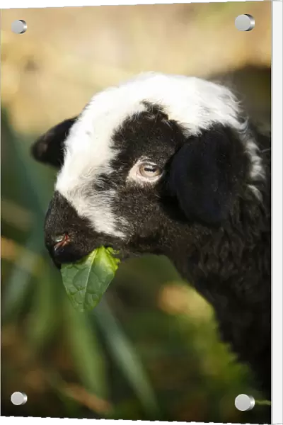 Black and white lamb eating, portrait