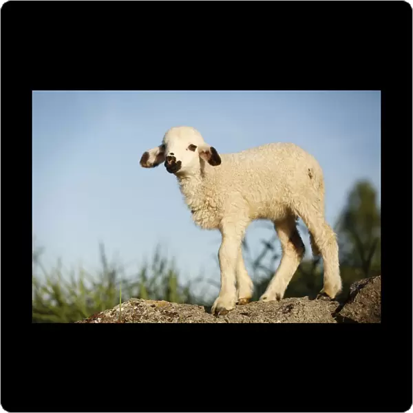 Lamb standing on a rock