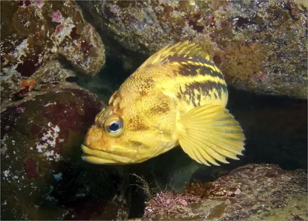 Yellow Rockfish or Three-stripe Rockfish -Sebastes trivittatus-, Sea of Japan, Far East, Primorsky Krai, Russian Federation, Sea of Japan, Russia