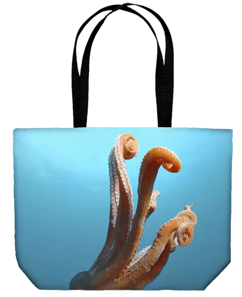 Giant Pacific octopus or North Pacific giant octopus -Enteroctopus dofleini-, Japan Sea, Primorsky Krai, Russian Federation
