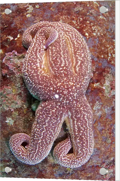 Starfish -Asterias rollestini-, Japan Sea, Far East, Primorsky Krai, Russian Federation