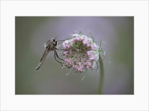 Robberfly -Machimus rusticus-, sitting on a flower of a wild carrot, Germany
