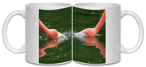 Red Flamingoes or Cuban Flamingoes -Phoenicopterus ruber ruber-, pair with their heads in the water, native to South America, captive, Heidelberg, Baden-Wurttemberg, Germany