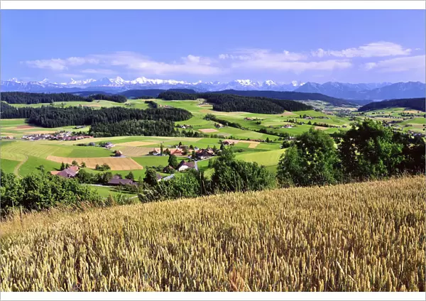 View of the Emmental, cornfield in front, behind the Bernese Alps with Mt. Schreckhorn, Finstaarhorn, Eiger, Monch, Jungfrau, Bluemlisalp, Doldenhorn, Niesen, Canton of Bern, Switzerland