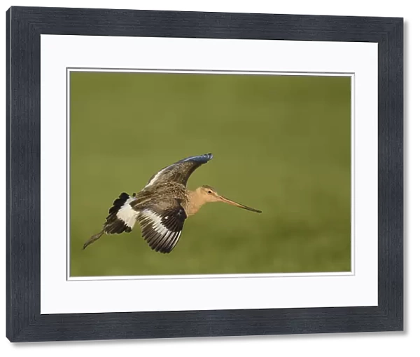 Black-tailed Godwit -Limosa limosa-, in flight, Texel, The Netherlands, Europe