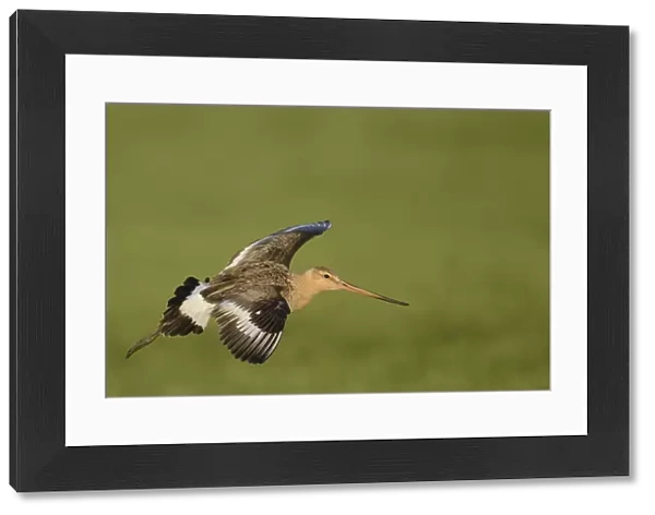 Black-tailed Godwit -Limosa limosa-, in flight, Texel, The Netherlands, Europe