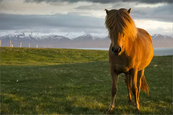 Icelandic horse, Husavik area, Norourland eystra region, or north-east region, Iceland, Europe