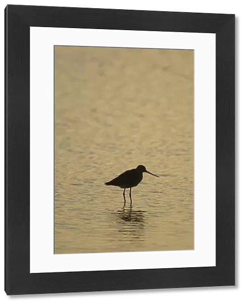 Bar-tailed Godwit -Limosa lapponica-, backlit, standing in water, Texel, The Netherlands, Europe