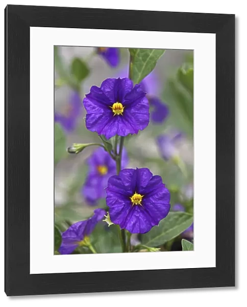 Blue Potato Bush -Solanum rantonettii syn Lycianthes rantonnetii-, flowers