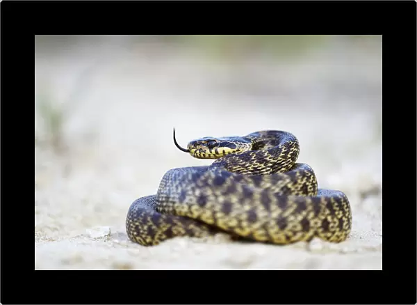 Blotched Snake -Elaphe sauromates-, darting its tongue, Pleven region, Bulgaria