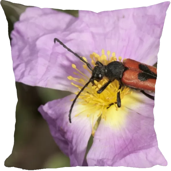 Longhorn Beetle -Leptura cordigera- gathering pollen, Lake Kerkini region, Greece, Europe